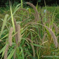 Setaria italica (L.) P.Beauv.